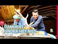 Damhertbok gesteriliseerd want fokken met herten mag niet meer | RTV Drenthe