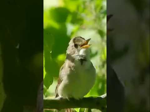 Subhanallah the best ialamic background in history |Allah❤️