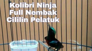 Download lagu Kolibri Ninja Gacor Nembak Cililin Pelatuk Speed Rapat | Sujud Ngobra Teler Konslet mp3