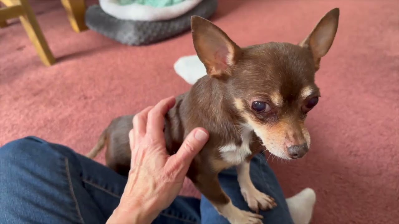 Enlarge Lola (she needs an angel!), a ADOPTABLE Chihuahua in Dayville, CT video 6/6