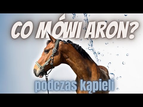 WHAT DOES ARON SAY WHILE TAKING A BATH?🛁🐴🚿🫧