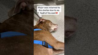 Video preview image #1 American Staffordshire Terrier-Chocolate Labrador retriever Mix Puppy For Sale in Huntley, IL, USA