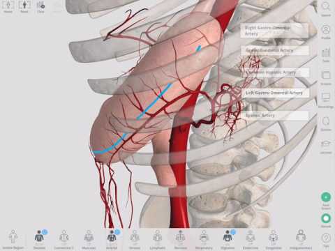 Blood Supply of the Stomach | Complete Anatomy