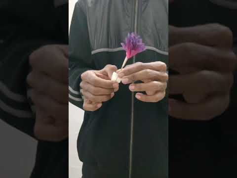 flower appearing and disappearing magic trick  and tutorial of the magic  #magic#revealed #tutorial