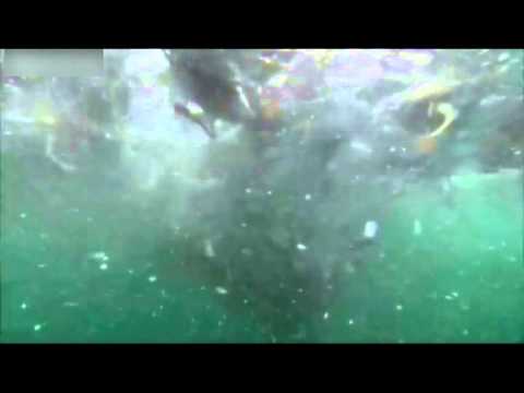 HD  Bait Ball Feast   Nature s Great Events The Great Feast