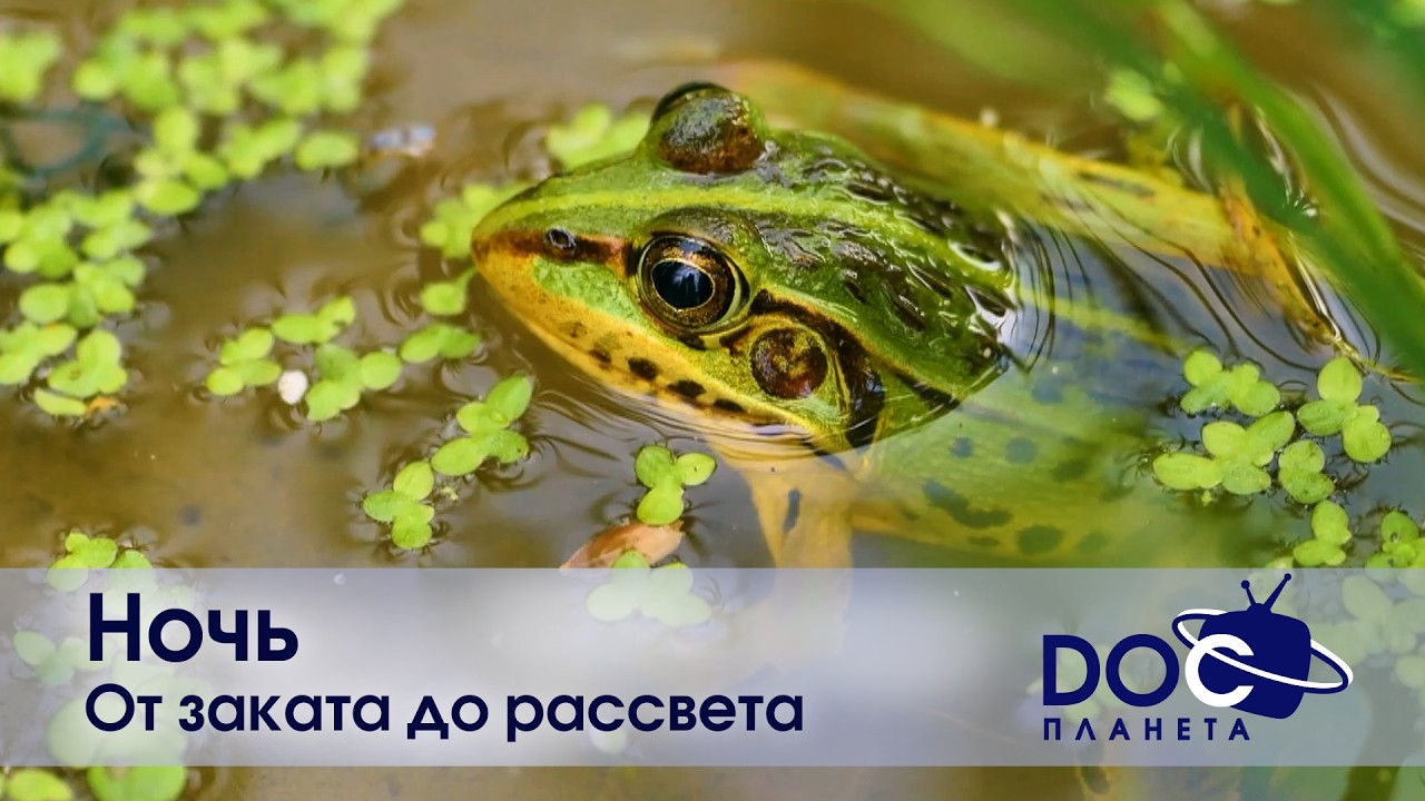 Ночь - Часть 2.От заката до рассвета - Документальный фильм