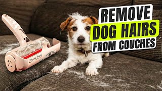 How Do You Remove Dog Hair From Couches Easily