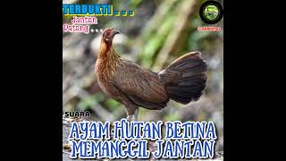 Download lagu Suara pikat ayam hutan betina legend si Janda Pirang mp3