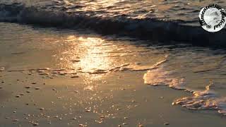 Alimento Dirio /Po Dirio