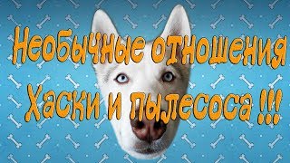 Хаски и пылесос, или необычные отношения с пылесосом. Husky and a vacuum cleaner, or an unusual relationship with the vacuum cleaner.

Извиняюсь за качество, света мало было.
Sorry for the quality, light was not enough.

Подпишись