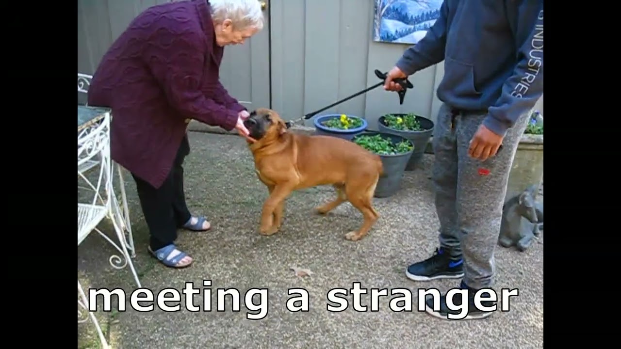 Enlarge Ronan, a Adoptable mixed breed in White Plains, NY video 5/5