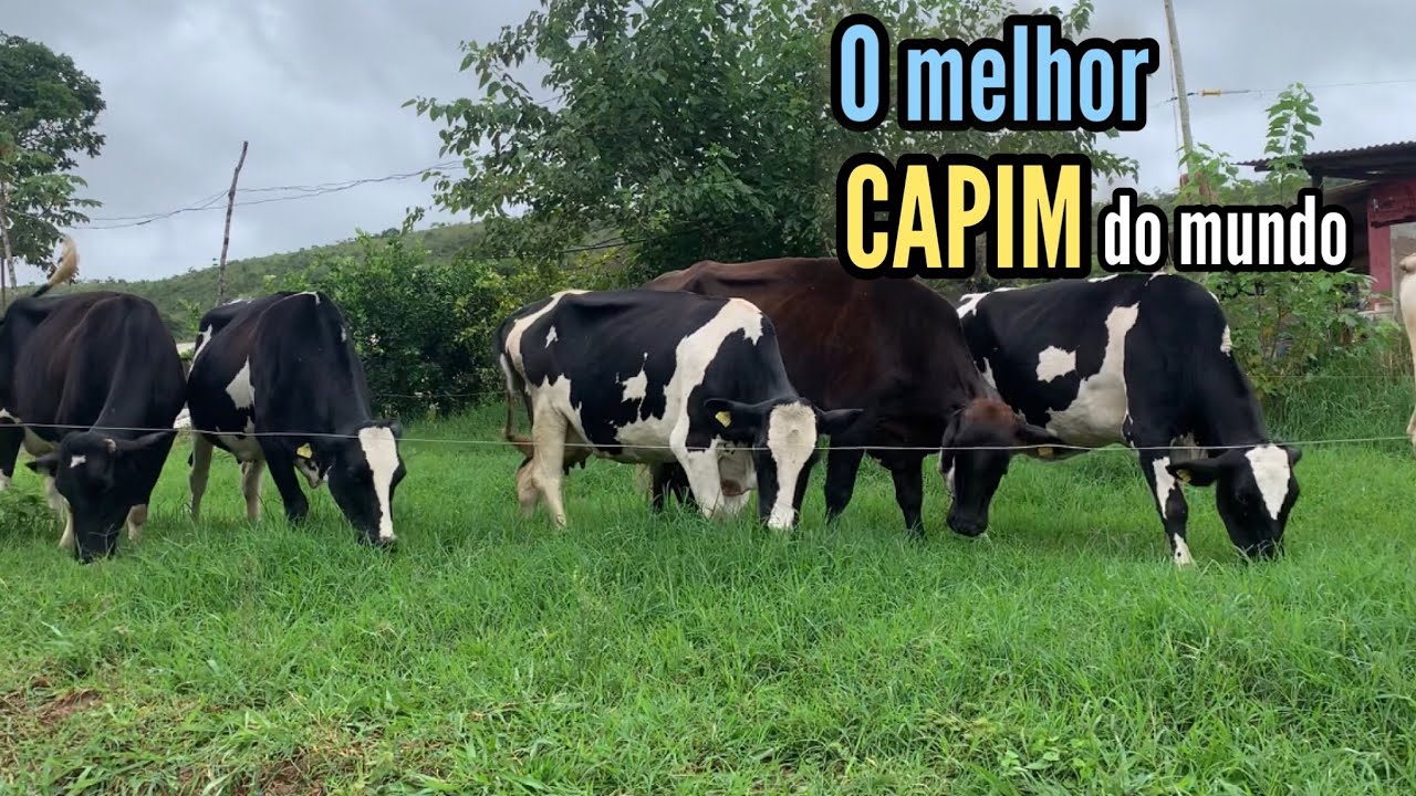 O MELHOR CAPIM DO MUNDO | COM ESSE CAPIM A VACA DA 20 LITROS DE LEITE POR DIA