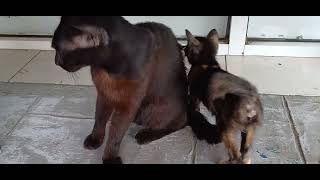 Download lagu Aksi Kucing - Ahmad Daud & Rafeah Buang 🐈⬛ mp3 Download lagu Aksi Kucing - Ahmad Daud & Rafeah Buang 🐈⬛ mp3