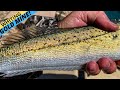 BEST WHITING FISHING ON THE PLANET Port Sorell Tasmania