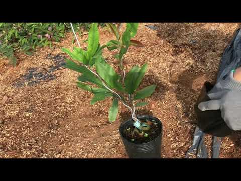 CÁCH THAY BẦU CÂY MAI, tránh bị suy cây, ngợp rễ