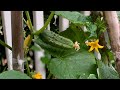 🥒 Live: 5 Tips to Grow LOTS of Cucumbers (Without Bitterness!) REPLAY 🥒 Live: 5 Tips to Grow LOTS of Cucumbers (Without Bitterness!) REPLAY