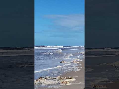 Canavieiras Bahia praias com muitas plantas na praia 🏖️🌊