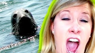 ELEPHANT SEAL MATING CALL! ||596||