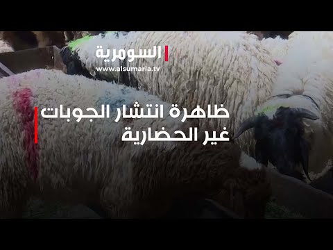 شاهد بالفيديو.. دعوات لانهاء ظاهرة انتشار "الجوبات" غير الحضارية