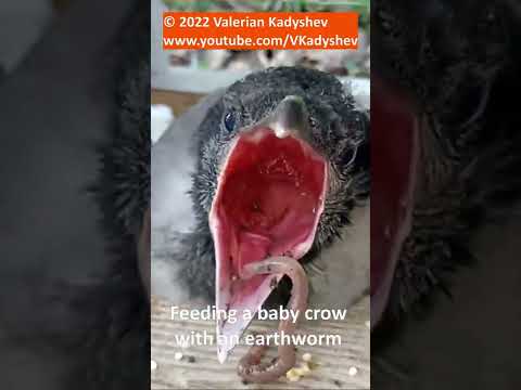 🪶 FEEDING BABY CROW. Earthworms Are Tasty! Helping a bird in need that fell out of her nest