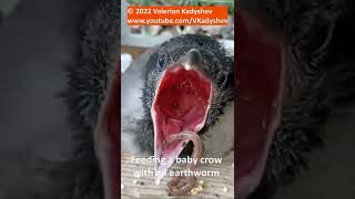 🪶 FEEDING BABY CROW. Earthworms Are Tasty! Helping a bird in need that fell out of her nest