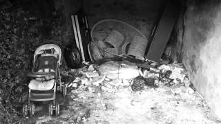 Happy Birthday Blaidd by Jeno davies