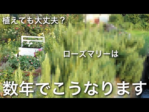ローズマリーを適切に乾燥させる: こうすることで風味豊かな状態が保たれます 植物