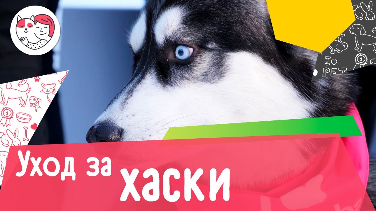5 особенностей ухода за сибирскими хаски