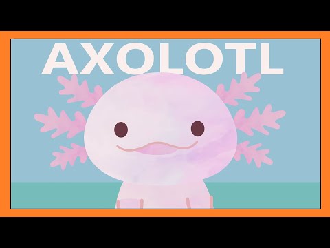 Axolotl Song -  A Fun and Educational Song for Kids │ Smiley Rhymes
