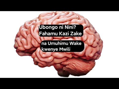 Ubongo ni Nini? Fahamu Kazi Zake na Umuhimu Wake kwenye Mwili