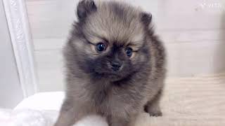 ポメラニアンの動画01
