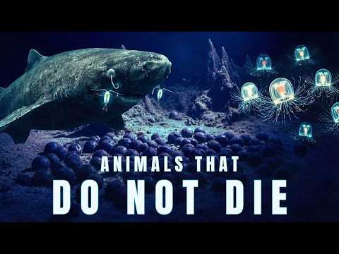 We Were Wrong About The Oldest Animals On Earth