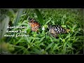 இருவர் வாழ்வில் Oh Butterfly Meera Tamil Whatsapp Status