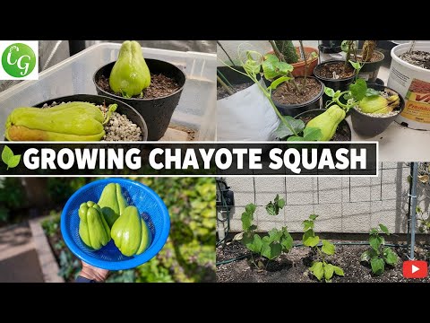 Grow Chayote Squash Easily: Sprouting, Trellis Tips & Harvest Guide