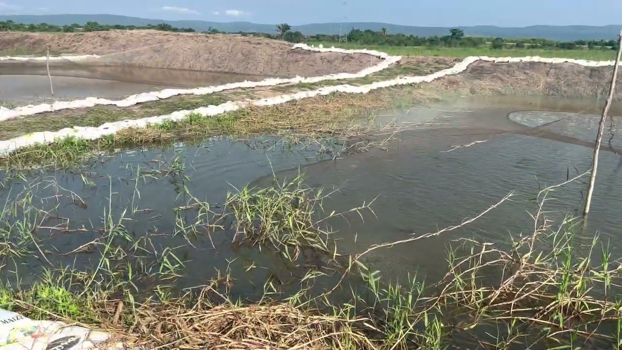 A sunny day on our Catfish Site
