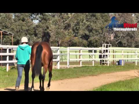 FASTNET ROCK X FUSAICHI ROSE    20 AUG 2015