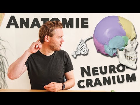 Anatomie unserer Schädelknochen verstehen (Hirnschädel)
