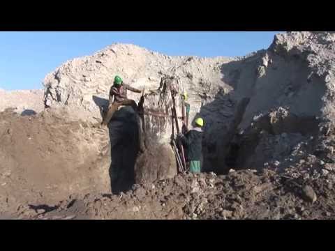 Stromový velikán z třetihor v Muzeu města Ústí nad Labem