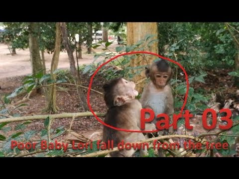 Screaming loudly, Poor baby Lori & Polly because mother go away Part 03|Crying Loudly 2 baby monkey Video