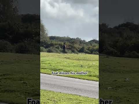 Foal looking for his mother #foals #yt #adorable #viral #trending #cute #travel #trend