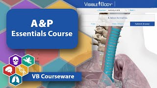 Anatomy and Physiology: Essentials Course | Visible Body Courseware