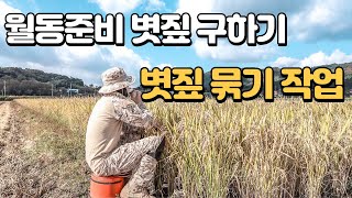[볏짚묶기] 볏짚 지푸라기 구하기 농사일기 