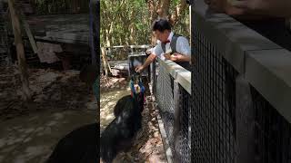 オーストラリアの動物と触れ合いフォトウェディング ヒクイドリ(カソワリ)編 #ケアンズウェディング