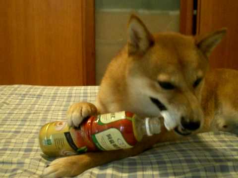 最愛咬瓶蓋的PIANO(原發表者:piano麻)(影片)