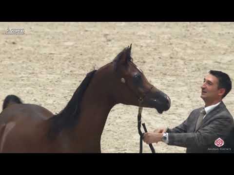 AHWC Paris 2019 - Yearling Colts (Class 4B)