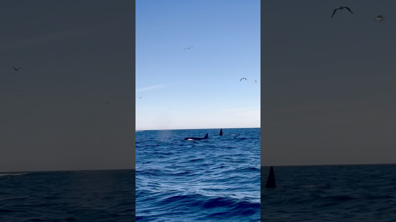 YouTube Short thumbnail