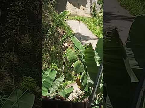 Valle del Mocoties Tovar Estado Mérida