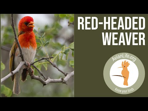 Pletiarka červenohlavá (Anaplectes rubriceps) — spev a hlas v prírode