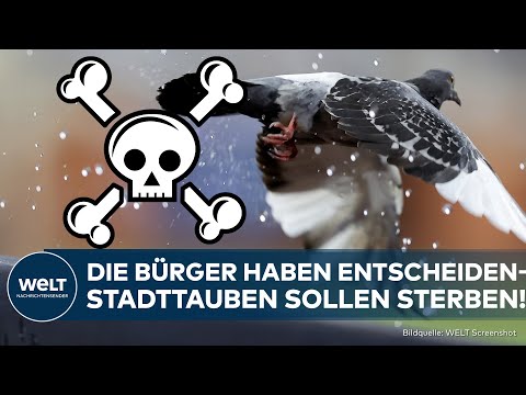 BÜRGERENTSCHEID LIMBURG: Tot per Genickbruch! - Stadttauben zur Tötung freigegeben