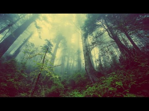 Evergreen Refuge - Earthborn (Full Album)